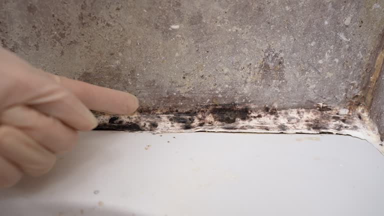 Best Water Damage & Mold Remediation  in Cedarhurst, NY
